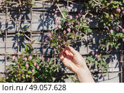 The hand of a young woman is touching the first clematis flowers to bloom in spring. Стоковое фото, агентство Ingram Publishing / Фотобанк Лори