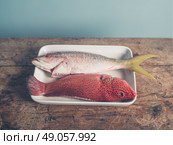 Two colorful exotic fish placed in a tray, a red butterfish and a Carribean snapper. Стоковое фото, агентство Ingram Publishing / Фотобанк Лори