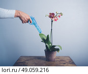 The hand of a young man at a table watering a delicate orchid with a water pistol. Стоковое фото, агентство Ingram Publishing / Фотобанк Лори