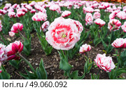 Large bed of double tulips variety Gerbrand Kieft in soft pink and white shades, with one fully open bloom centered, perfect for floral background or theme. Стоковое фото, фотограф Татьяна Терехина / Фотобанк Лори