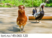 Brown Paduan chicken standing in front of a Houdan chicken in a farmyard setting on a sunny day, both with distinctive crests and feathers. Стоковое фото, фотограф Татьяна Терехина / Фотобанк Лори