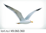 Sea gull, vector icon. Стоковая иллюстрация, агентство Ingram Publishing / Фотобанк Лори