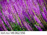 violet flower background from salvia nemorosa, shallow DOF. Стоковое фото, агентство Ingram Publishing / Фотобанк Лори