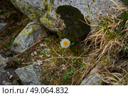 Альпийская роза. Стоковое фото, фотограф Елена / Фотобанк Лори