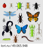 Set of various insects design flat. Bug and butterfly, ant and bee, spider and fly, ladybug and dragonfly, grasshopper wildlife, creature cockroach illustration. Стоковая иллюстрация, агентство Ingram Publishing / Фотобанк Лори