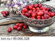 Vase with ripe cornelian cherry. Harvest ripe berries of dogwood in stylish vase. Стоковое фото, агентство Ingram Publishing / Фотобанк Лори