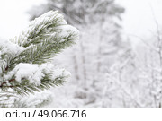 Closeup of Christmas-tree. Стоковое фото, агентство Ingram Publishing / Фотобанк Лори