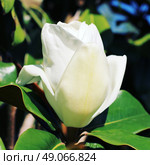 Italian white magnolia. Стоковое фото, агентство Ingram Publishing / Фотобанк Лори