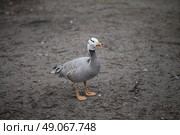 duck. Стоковое фото, агентство Ingram Publishing / Фотобанк Лори