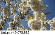 Flowers on the branch of an apple tree in the garden on a sunny day. Стоковое видео, видеограф Aleksey Kidisyuk / Фотобанк Лори