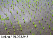 rice seedlings in a water on the paddy field, Bali, Indonesia. Стоковое фото, агентство Ingram Publishing / Фотобанк Лори