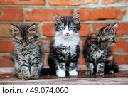 three kittens on bricks background. Стоковое фото, агентство Ingram Publishing / Фотобанк Лори