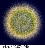 macro shot of fuzzy green mold on dark background. Стоковое фото, агентство Ingram Publishing / Фотобанк Лори