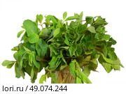 bunch of mint isoltade on white background. Стоковое фото, агентство Ingram Publishing / Фотобанк Лори