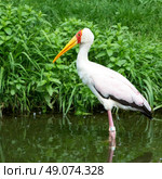 african bird yellow-billed stork, (mycteria ibis) Стоковое фото, агентство Ingram Publishing / Фотобанк Лори
