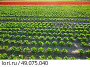 Green romain letucce and red oak leaf field in a row in Mediterranean area. Стоковое фото, агентство Ingram Publishing / Фотобанк Лори