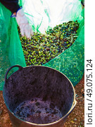 Olives harvest picking in farmer basket at Mediterranean. Стоковое фото, агентство Ingram Publishing / Фотобанк Лори
