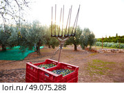 Olives harvest and picking vibration fork tool at Mediterranean. Стоковое фото, агентство Ingram Publishing / Фотобанк Лори