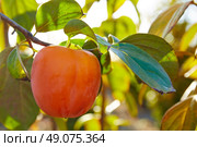 persimmon khaki fruit in the field tree with leafs. Стоковое фото, агентство Ingram Publishing / Фотобанк Лори
