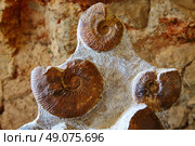 Ammonites fossil in Valencian Community of spain. Стоковое фото, агентство Ingram Publishing / Фотобанк Лори