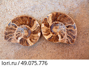 Ammonites fossil snail cut found in Teruel Sierra Albarracin of Spain. Стоковое фото, агентство Ingram Publishing / Фотобанк Лори