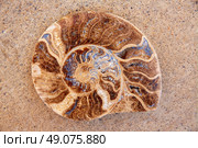 Ammonites fossil snail cut found in Teruel Sierra Albarracin of Spain. Стоковое фото, агентство Ingram Publishing / Фотобанк Лори