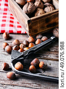 Autumn harvest walnuts and hazelnuts on wooden background. walnuts with hazelnuts. Стоковое фото, агентство Ingram Publishing / Фотобанк Лори