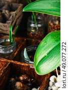spring plant seedlings in wooden box grown planting. Shoots of spring plants. Стоковое фото, агентство Ingram Publishing / Фотобанк Лори