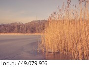 Frozen lake with reeds in a winter scenery. Стоковое фото, агентство Ingram Publishing / Фотобанк Лори