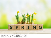 Daffodil flowers and the word spring on a table. Стоковое фото, агентство Ingram Publishing / Фотобанк Лори