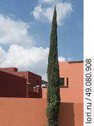 Tree in front of houses, Zona Centro, San Miguel de Allende, Guanajuato, Mexico. Стоковое фото, агентство Ingram Publishing / Фотобанк Лори