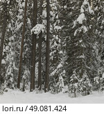 Snow covered trees in winter, Emerald Lake, Yoho National Park, British Columbia, Canada. Стоковое фото, агентство Ingram Publishing / Фотобанк Лори