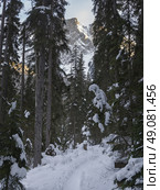 Snow covered trees with pathway in winter, Emerald Lake, Yoho National Park, British Columbia, Canada. Стоковое фото, агентство Ingram Publishing / Фотобанк Лори