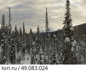 Snow covered trees with mountains in winter, Emerald Lake, Yoho National Park, British Columbia, Canada. Стоковое фото, агентство Ingram Publishing / Фотобанк Лори