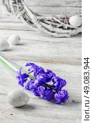 Cut branches of hyacinths in glass flask.Photography in light tone. Still life with hyacinths. Стоковое фото, агентство Ingram Publishing / Фотобанк Лори