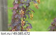 Close-up blooming barberry branch. Yellow flowers purple leaves. Perfect nature background for cinematic intros, beauty brands. Digital decor for hotels. Slow luxury atmosphere. Lively aesthetic. 4K. Стоковое видео, видеограф Марина Демидюк / Фотобанк Лори