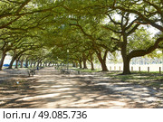 Houston Hermann park Marvin Taylor trail with big oaks at texas. Стоковое фото, агентство Ingram Publishing / Фотобанк Лори