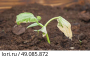 Dying cucumber seedling. Yellow wilted sprouts branch. Rotten. Crop failure. Disease of agricultural plants. Spotted yellowed diseased leaf. Leaves Infection. Sunburn. Vegetables Cultivation problems. Стоковое видео, видеограф Марина Демидюк / Фотобанк Лори