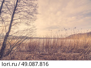 Reeds by a frozen lake in the winter. Стоковое фото, агентство Ingram Publishing / Фотобанк Лори