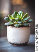 A close-up of a succulent plant in a white ceramic pot, with green leaves and a smooth, modern design. Стоковое AI-изображение, AI-художник Катерина Бондарец / Фотобанк Лори