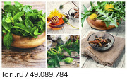 Collage with medicinal plants of the dandelion,mint and Datura herb. Стоковое фото, агентство Ingram Publishing / Фотобанк Лори