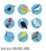 Collection of various birds flat design. Birds flying, owl and animals, bird vector, eagle wild, wildlife character, fauna and flying, toucan and zoology illustration. Стоковая иллюстрация, агентство Ingram Publishing / Фотобанк Лори