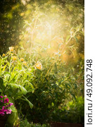 Beautiful  bed with garden flowers on a background of a summer garden. Flower bed with calendula. Summer garden floral nature background. Стоковое фото, агентство Ingram Publishing / Фотобанк Лори