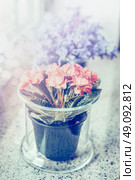 Glass flower pot with lovely pink flowers on  windowsill. Стоковое фото, агентство Ingram Publishing / Фотобанк Лори
