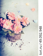Lovely pink pots flower for planting on light background, close up. Стоковое фото, агентство Ingram Publishing / Фотобанк Лори