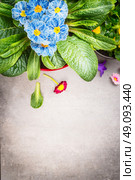 Blue primula flowers on gray background, top view, close up. Стоковое фото, агентство Ingram Publishing / Фотобанк Лори