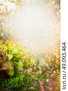 Beautiful summer flowers garden nature background with calendula  flowerbed . Summer nature background with yellow flowers in garden or park. Marigold flowers. Стоковое фото, агентство Ingram Publishing / Фотобанк Лори