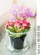 Lovely primrose flowers in pot on windowsill. Home decoration. Стоковое фото, агентство Ingram Publishing / Фотобанк Лори