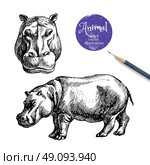 Hand drawn hippo animal vector illustration. Sketch isolated hippopotamus on white background with pencil and label banner. Стоковая иллюстрация, агентство Ingram Publishing / Фотобанк Лори