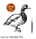 Hand drawn duck animal vector illustration. Sketch isolated on white background with pencil and label banner. Стоковая иллюстрация, агентство Ingram Publishing / Фотобанк Лори